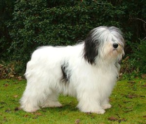Polish lowland sheepdog