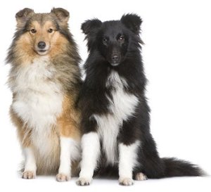 Shetland Sheepdogs (Sheltie)