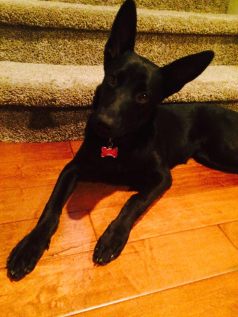 11261203_1021268331240028_3913814755104511634_n